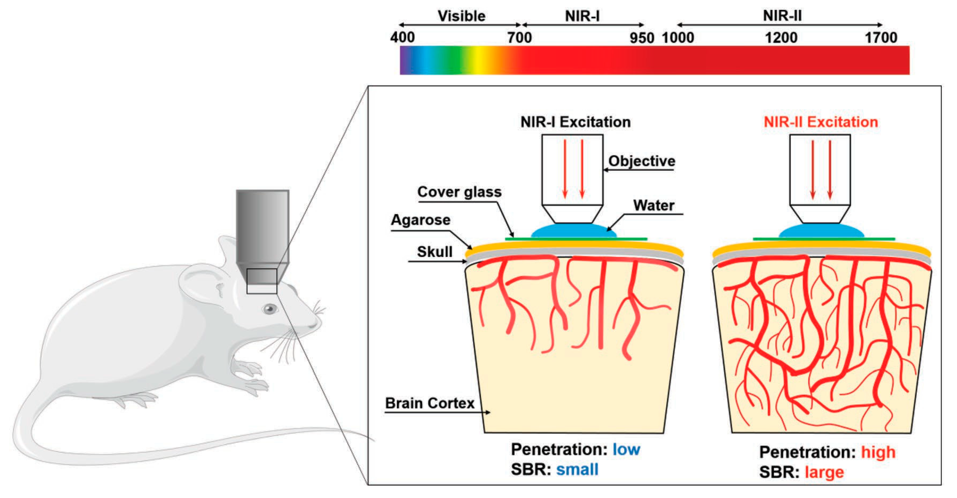 Molecules 28 05091 g004 Molecules 28 05091 g004
