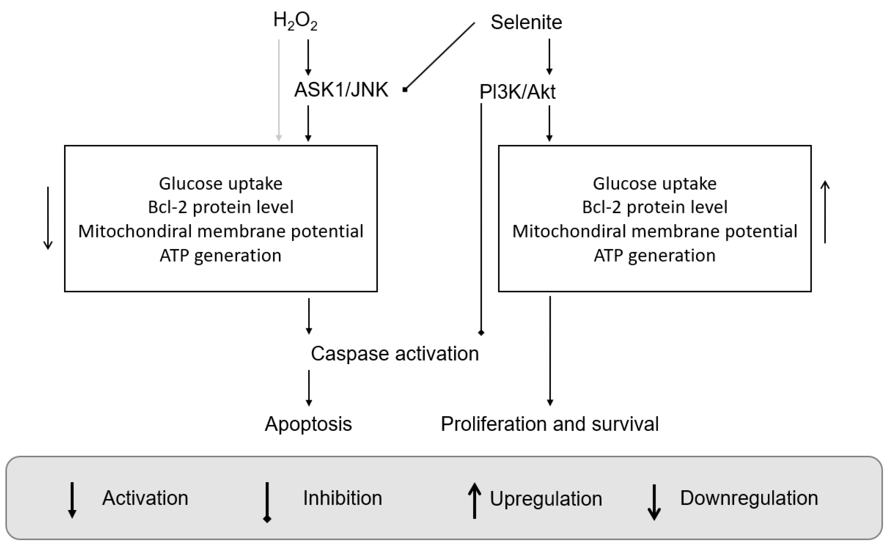 Activation: A Step-by-Step Guide for Beginners by Stevens