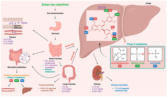 ecgc glutathione Epigallocatechin-3-Gallate Therapeutic Potential in Cancer: Mechanism of Action and Clinical Implications Hair thinning affects millions