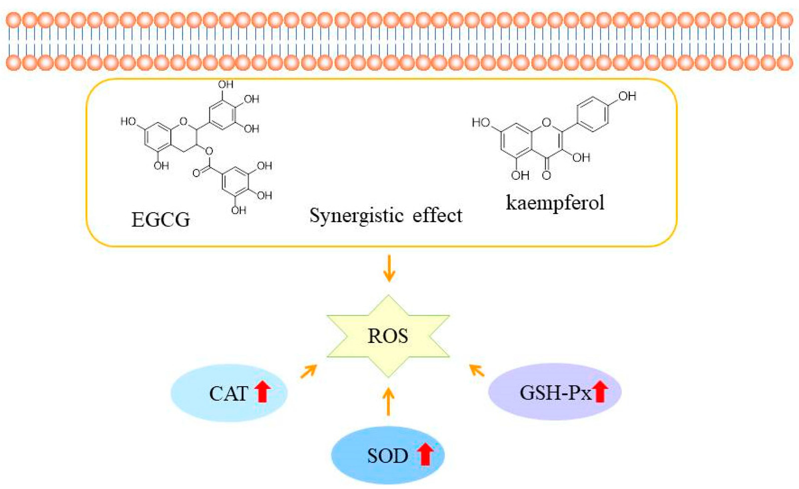 Molecules 28 05265 g005 Molecules 28 05265 g005