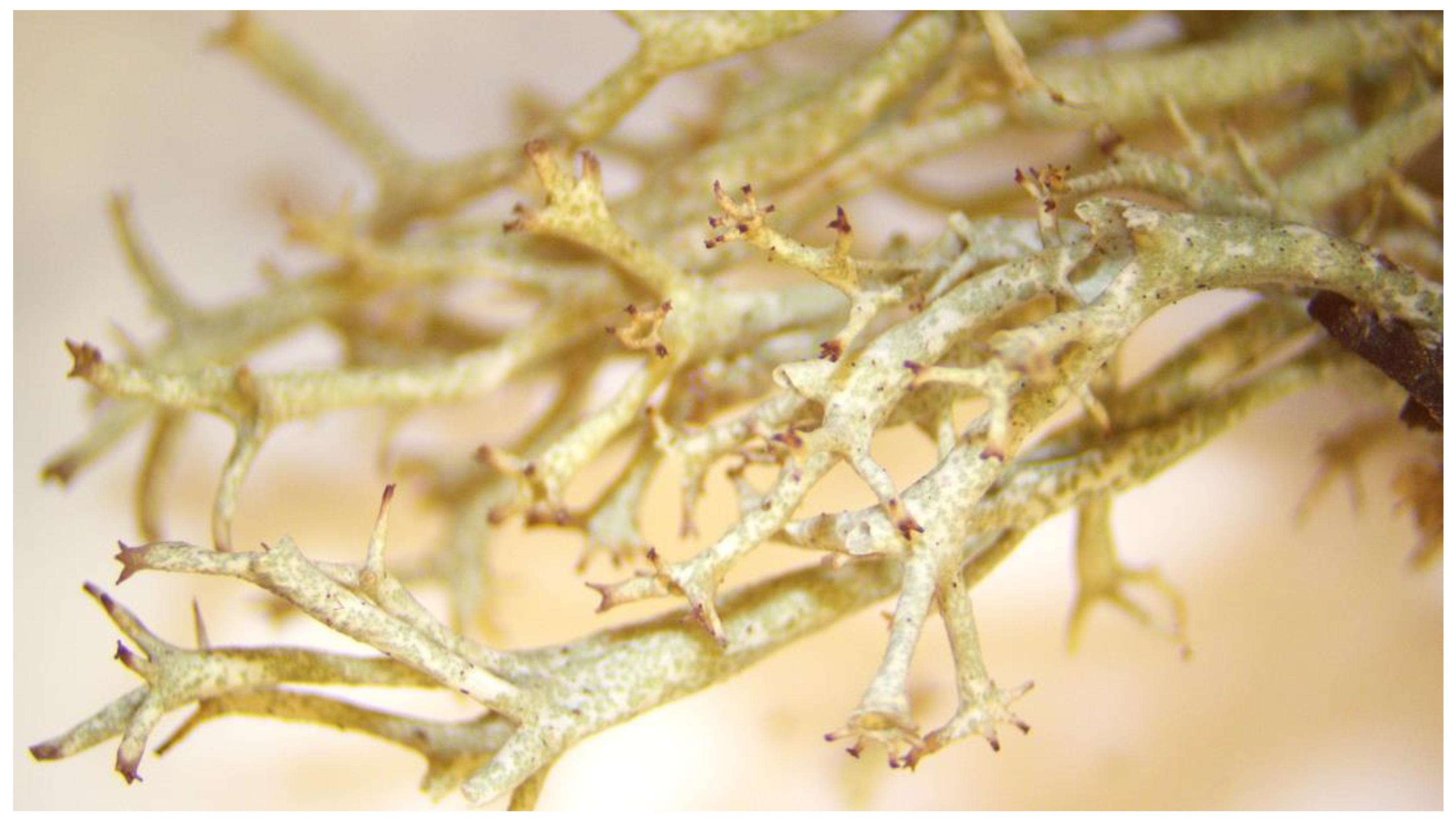 Molecules 28 05321 g002