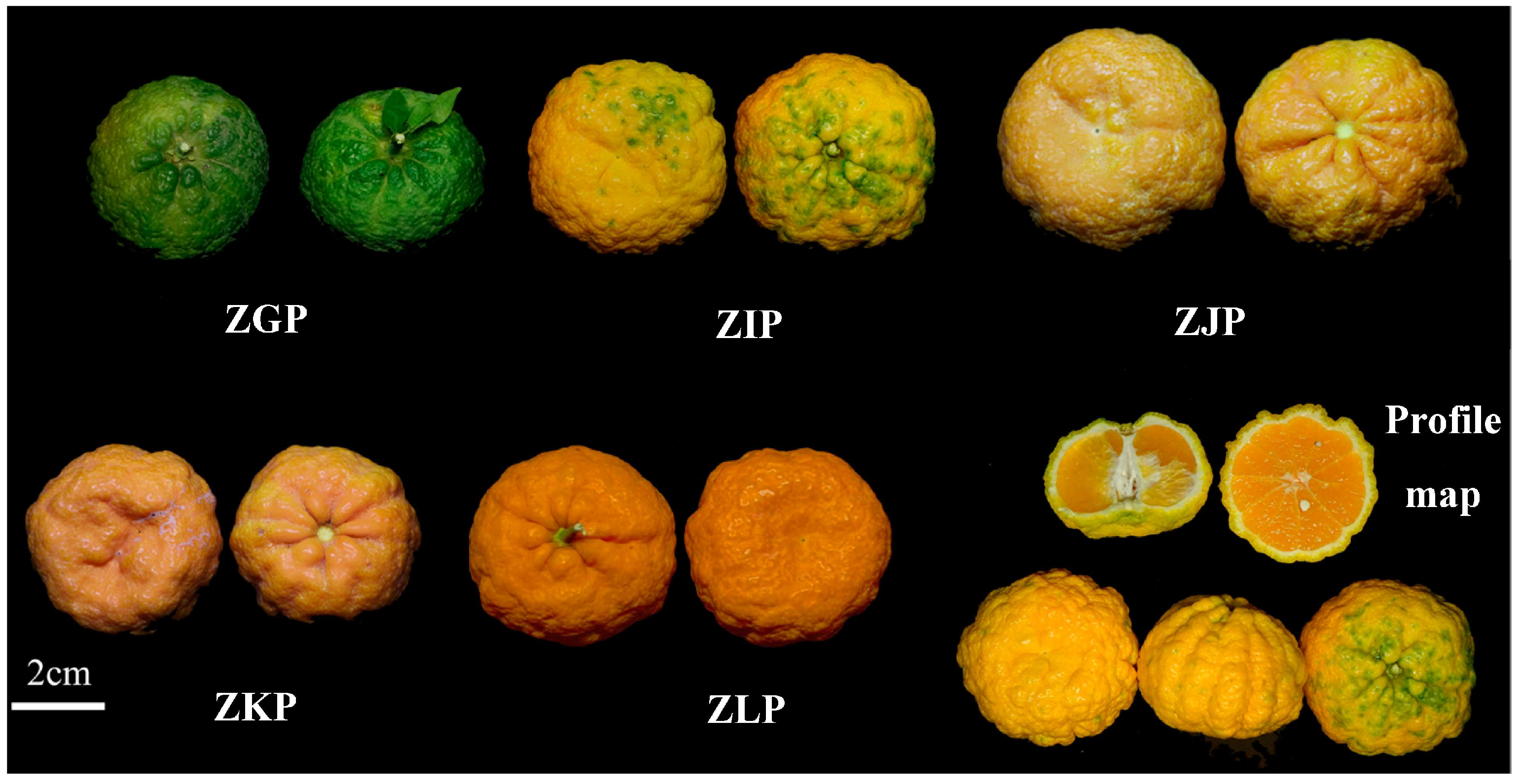 Molecules 28 05326 g006 Molecules 28 05326 g006