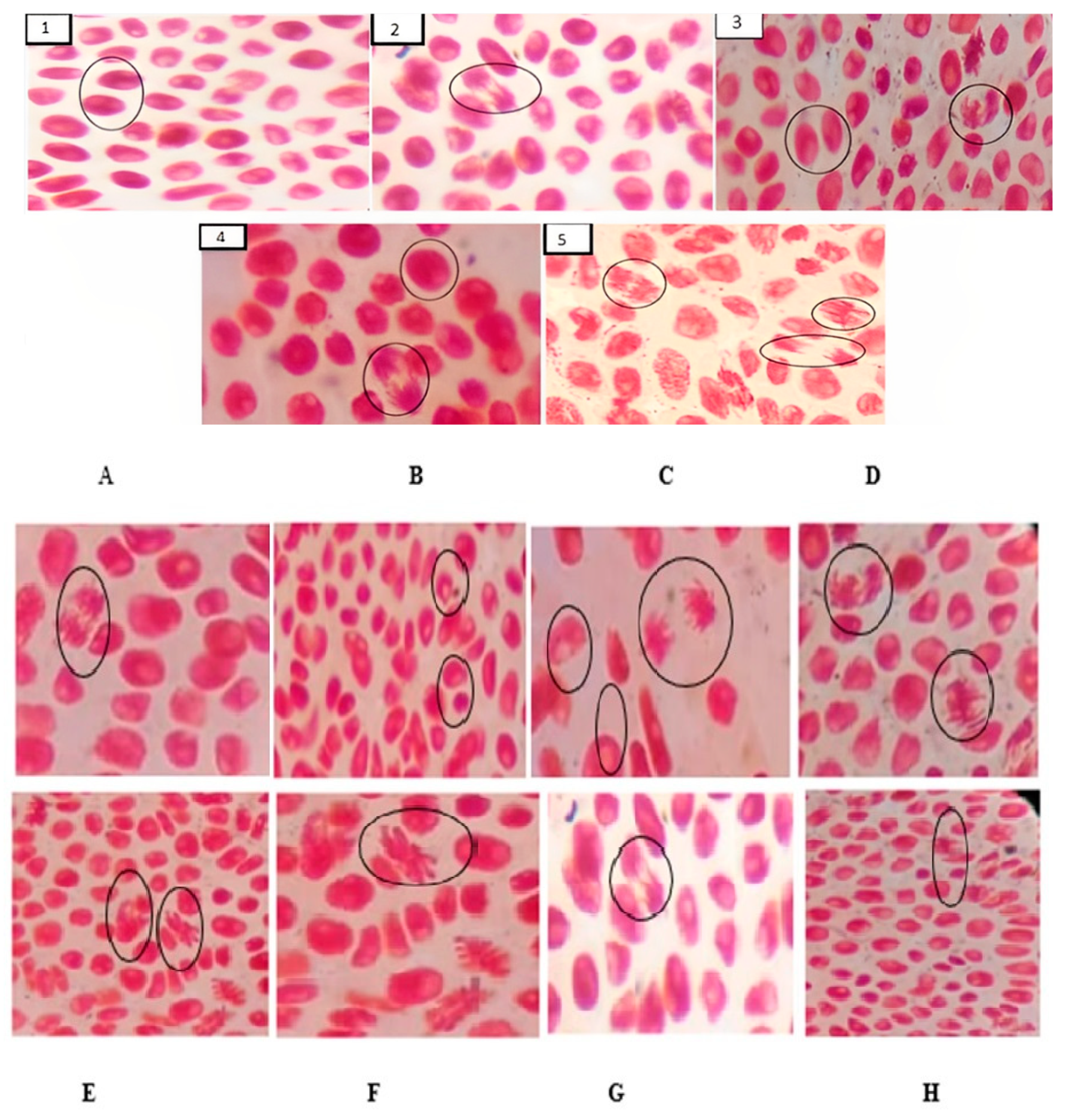 Molecules 28 05336 g004