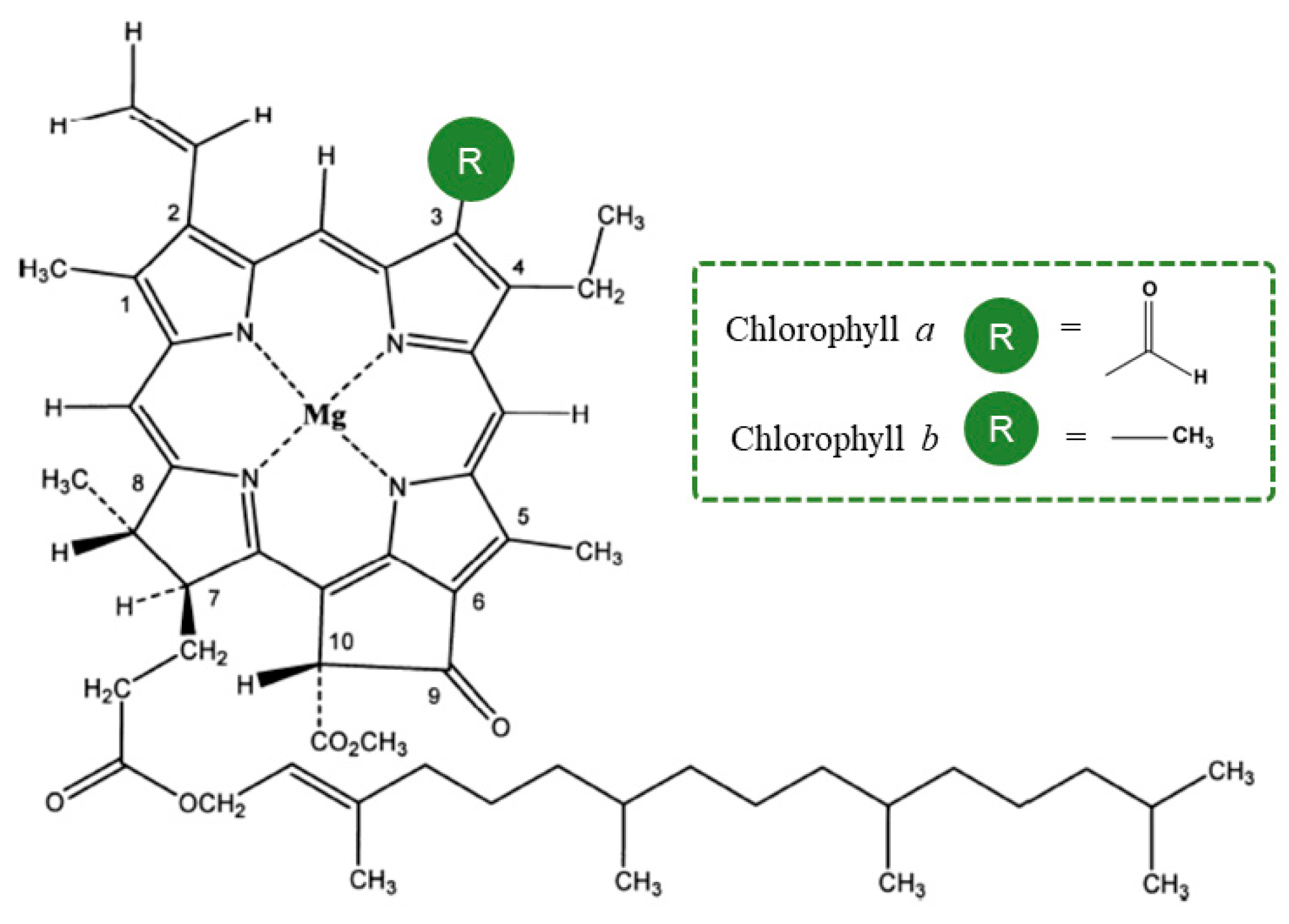 chlorophyll-structure