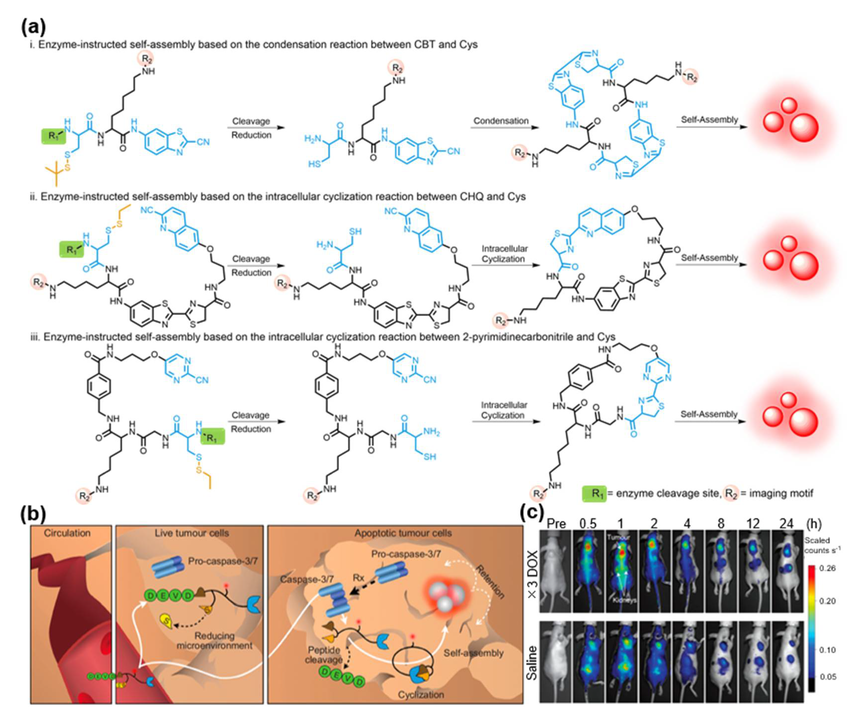 Molecules 28 05360 g005