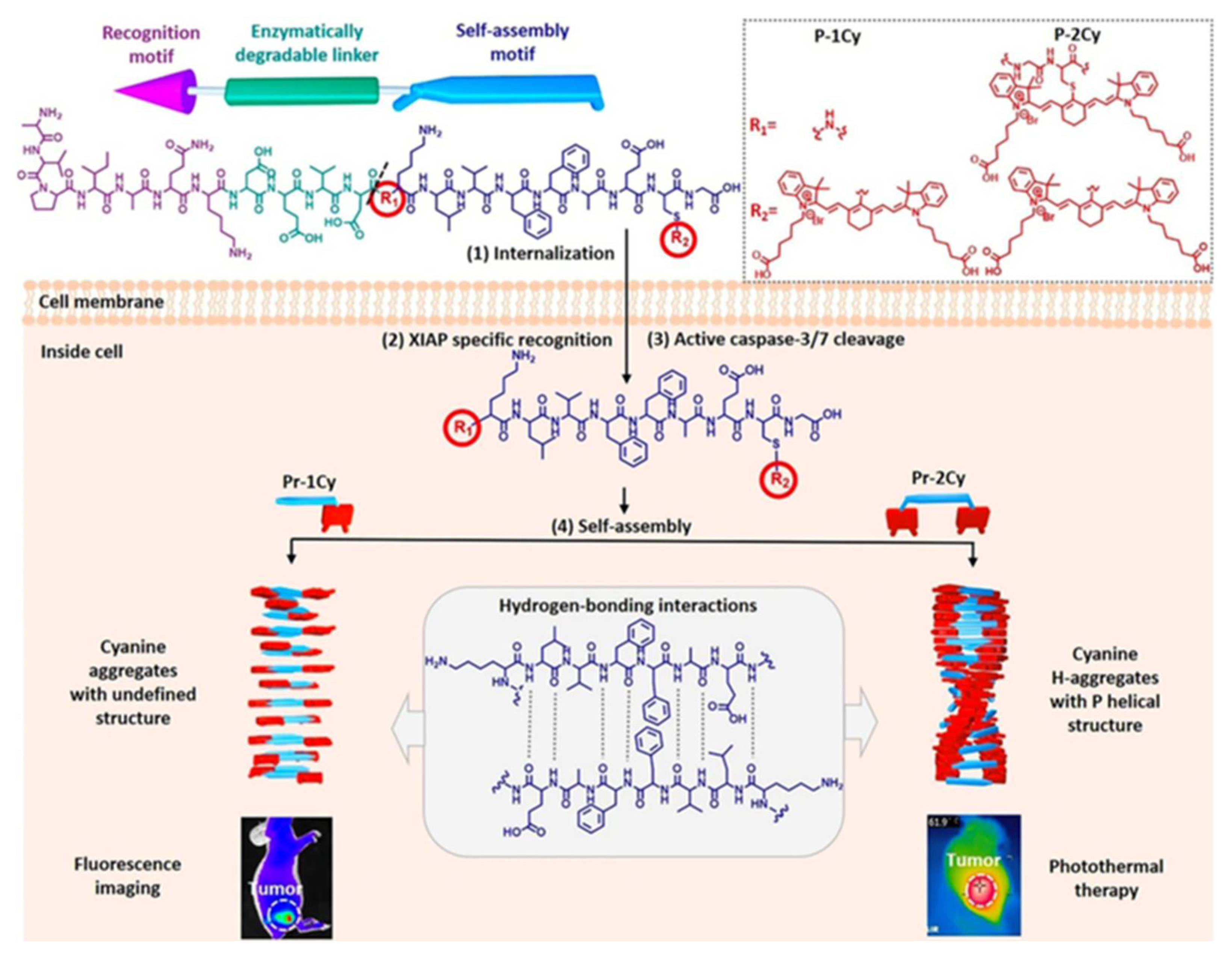 Molecules 28 05360 g007