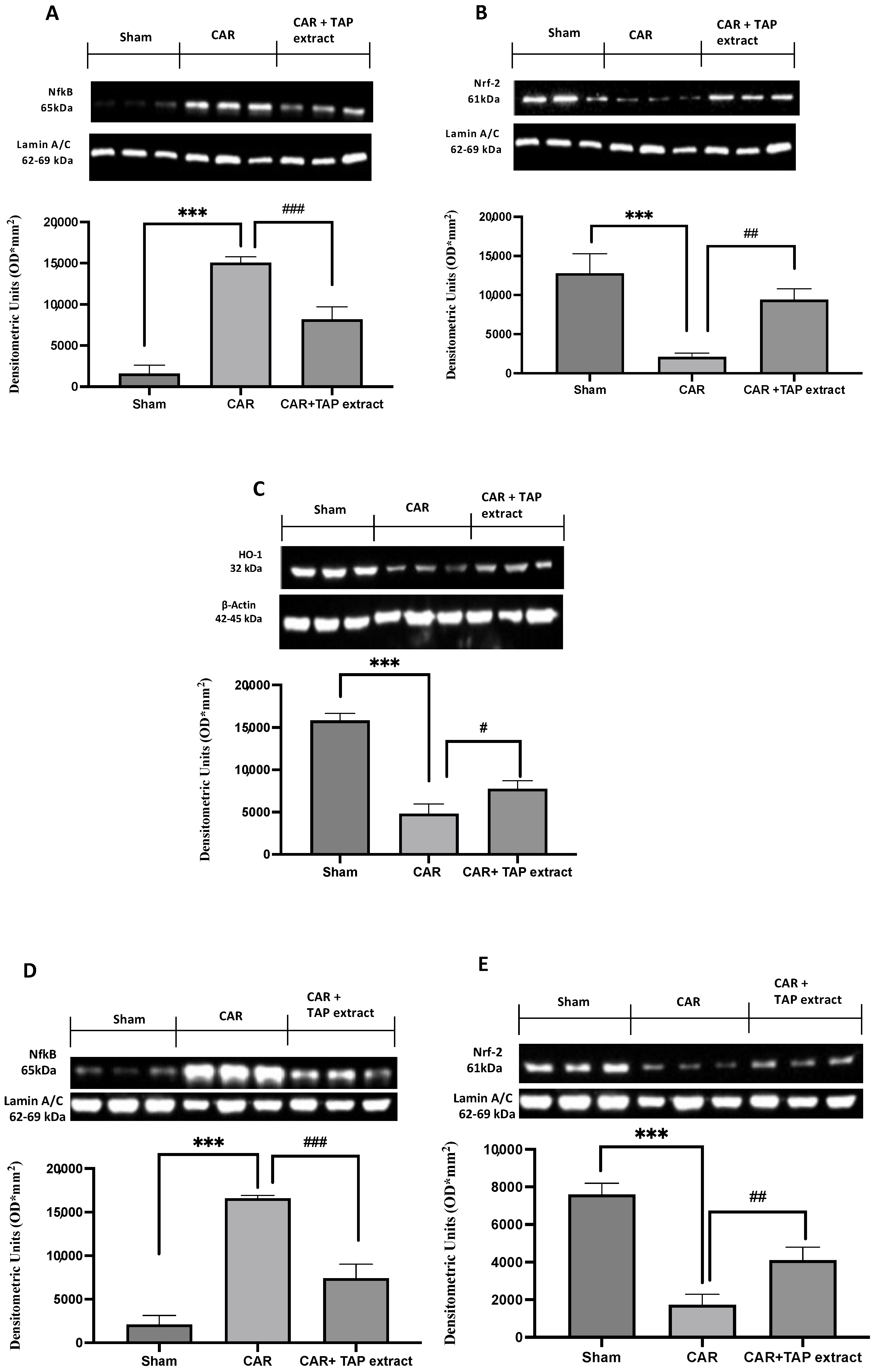 Molecules 28 05376 g005a Molecules 28 05376 g005a