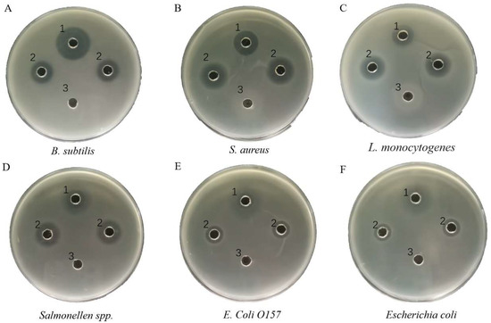 The Expression of Antibacterial Peptide Turgencin A in Pichia