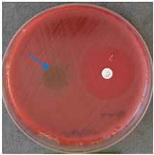 Molecules 28 05497 i004 Molecules 28 05497 i004