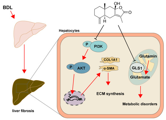 Atractylenolide III Ameliorates Bile Duct Ligation-Induced Liver ...
