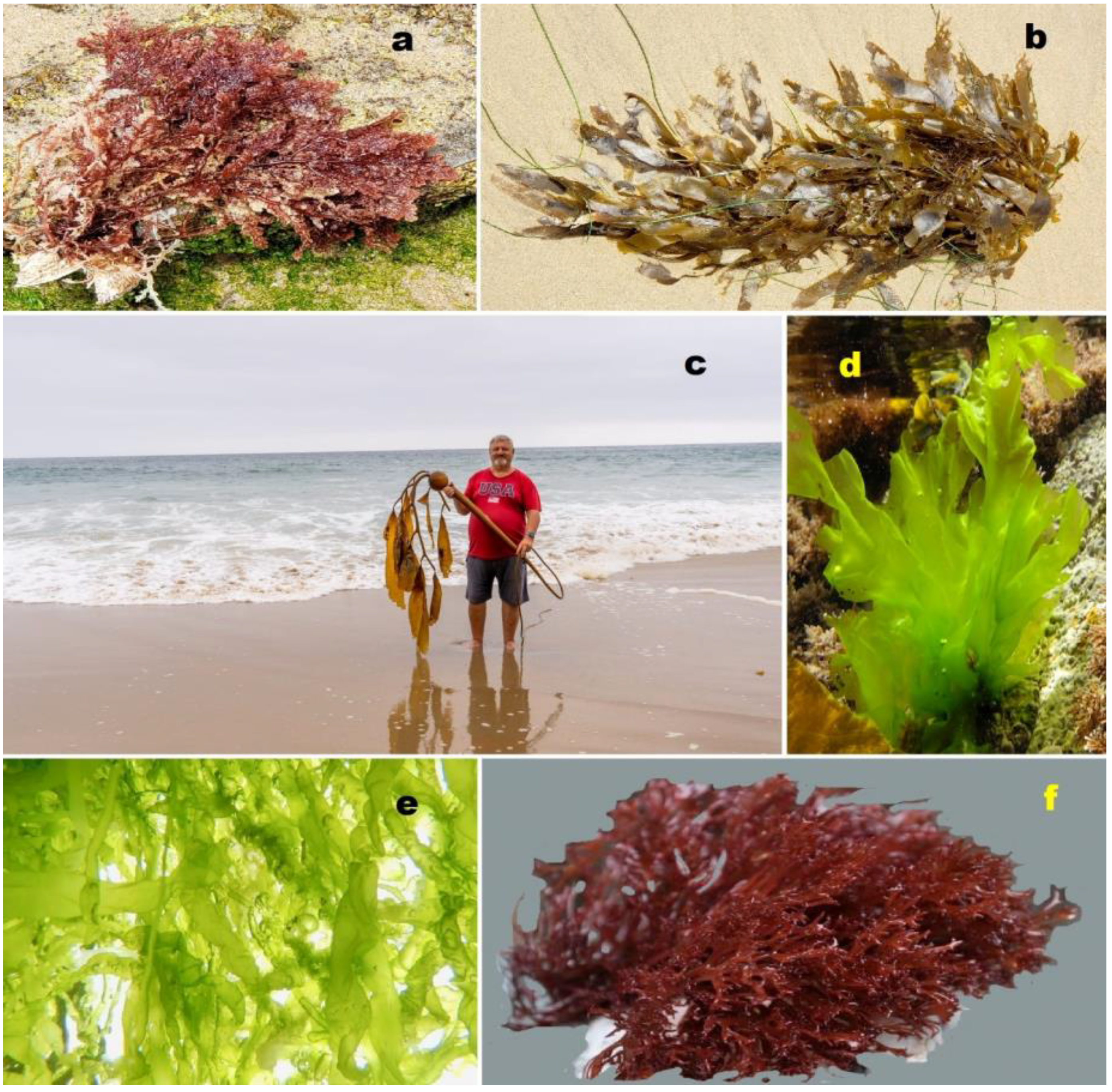 Molecules 28 05549 g002 Molecules 28 05549 g002