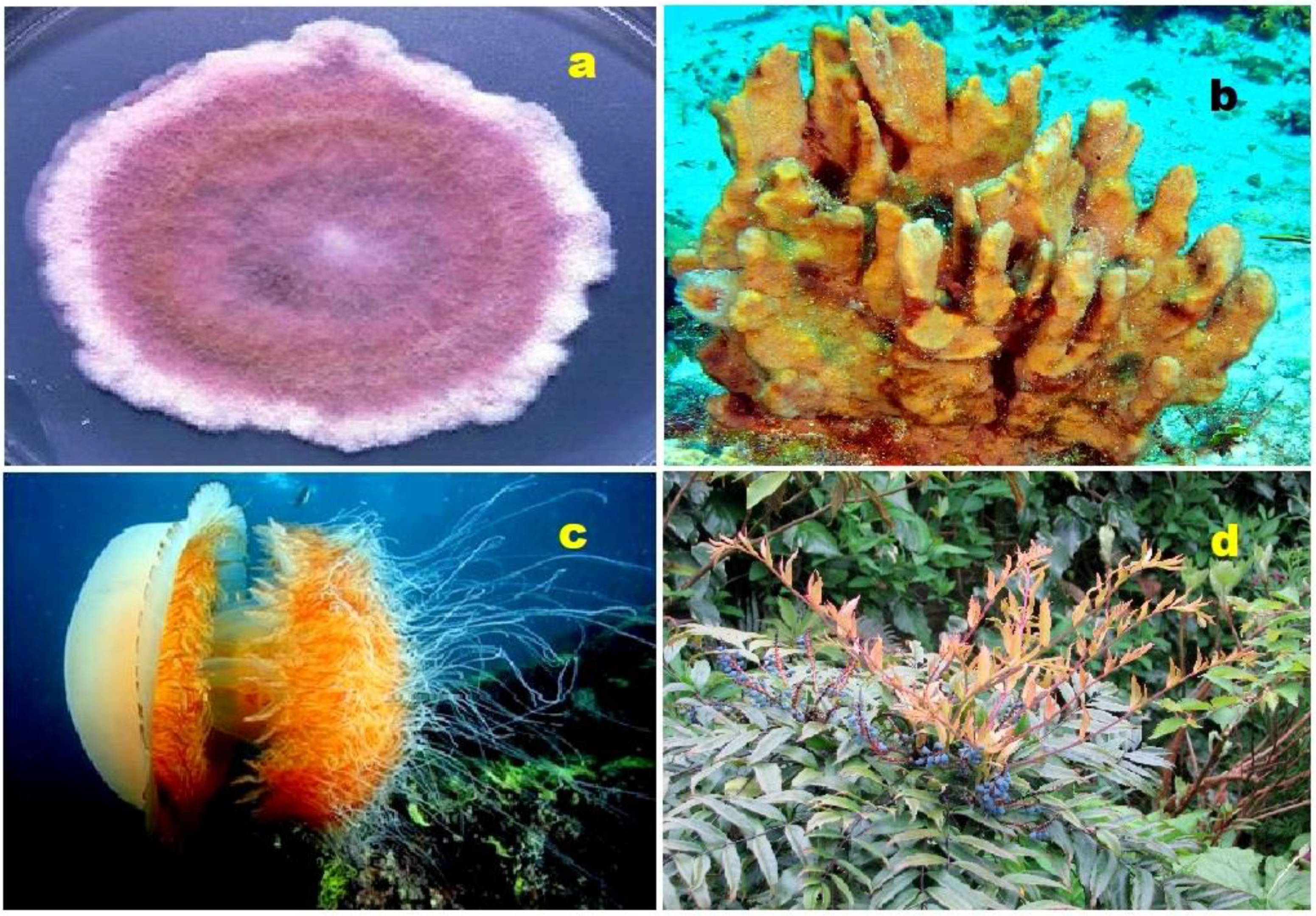 Molecules 28 05549 g010 Molecules 28 05549 g010