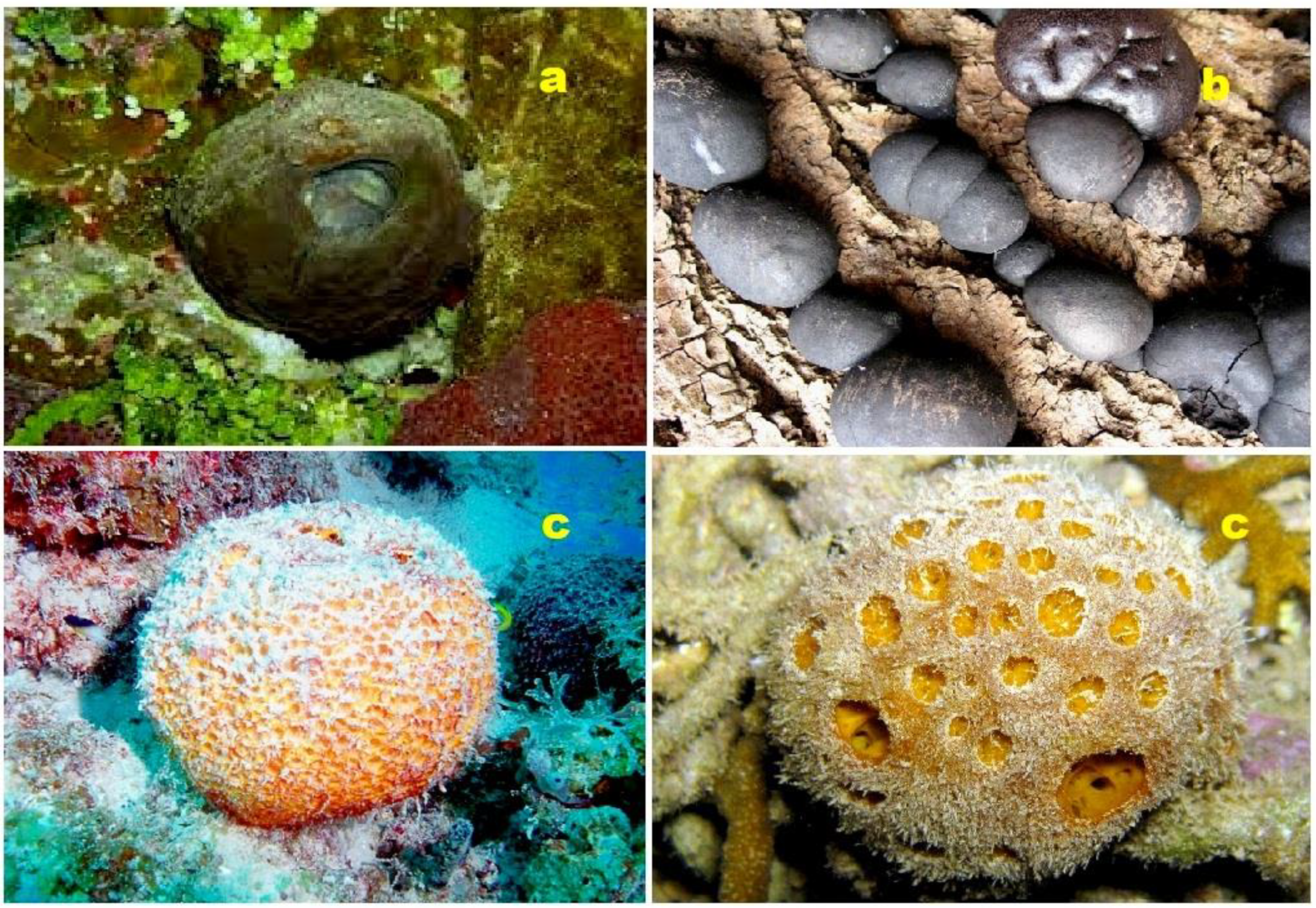 Molecules 28 05549 g013 Molecules 28 05549 g013