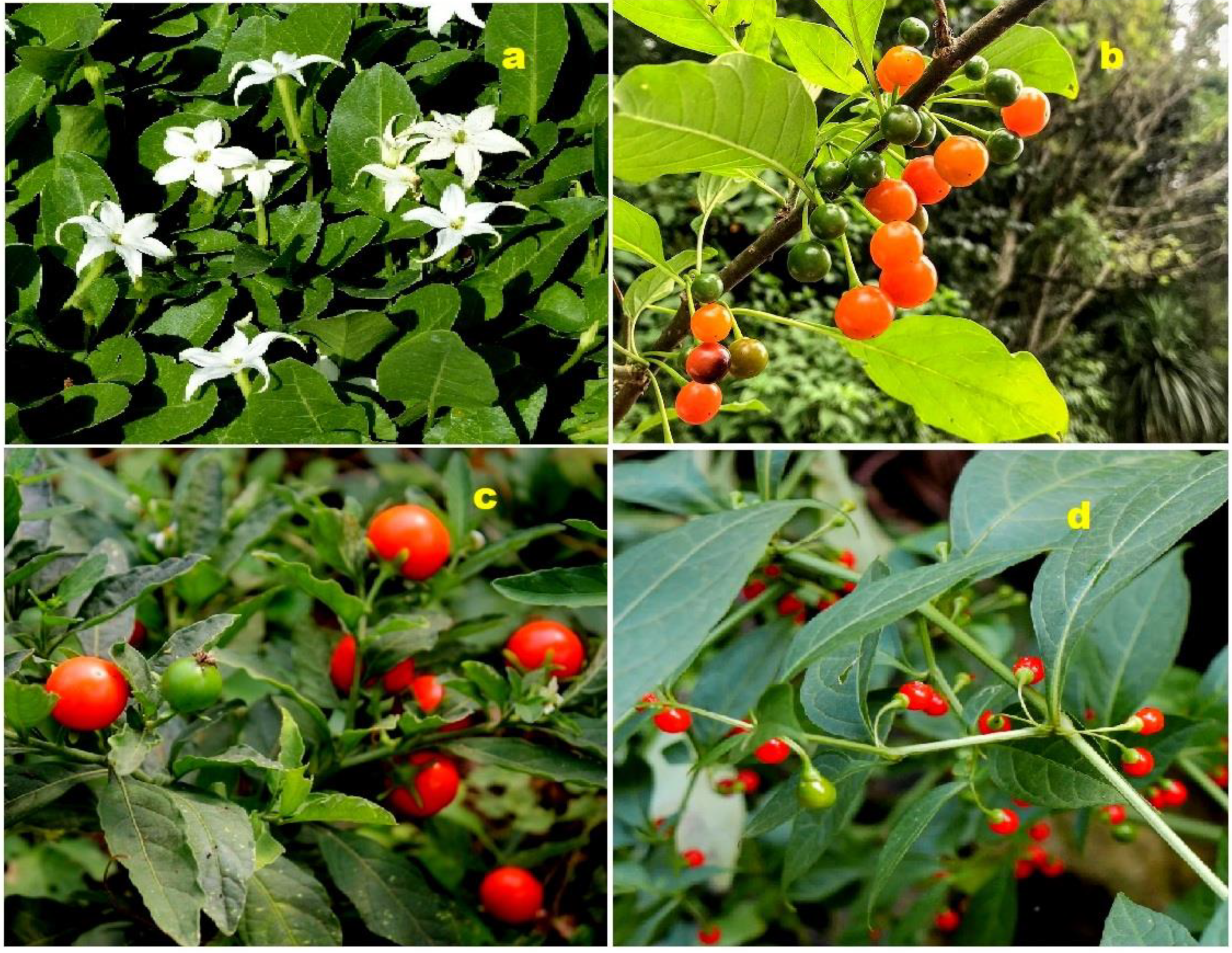 Molecules 28 05549 g023 Molecules 28 05549 g023