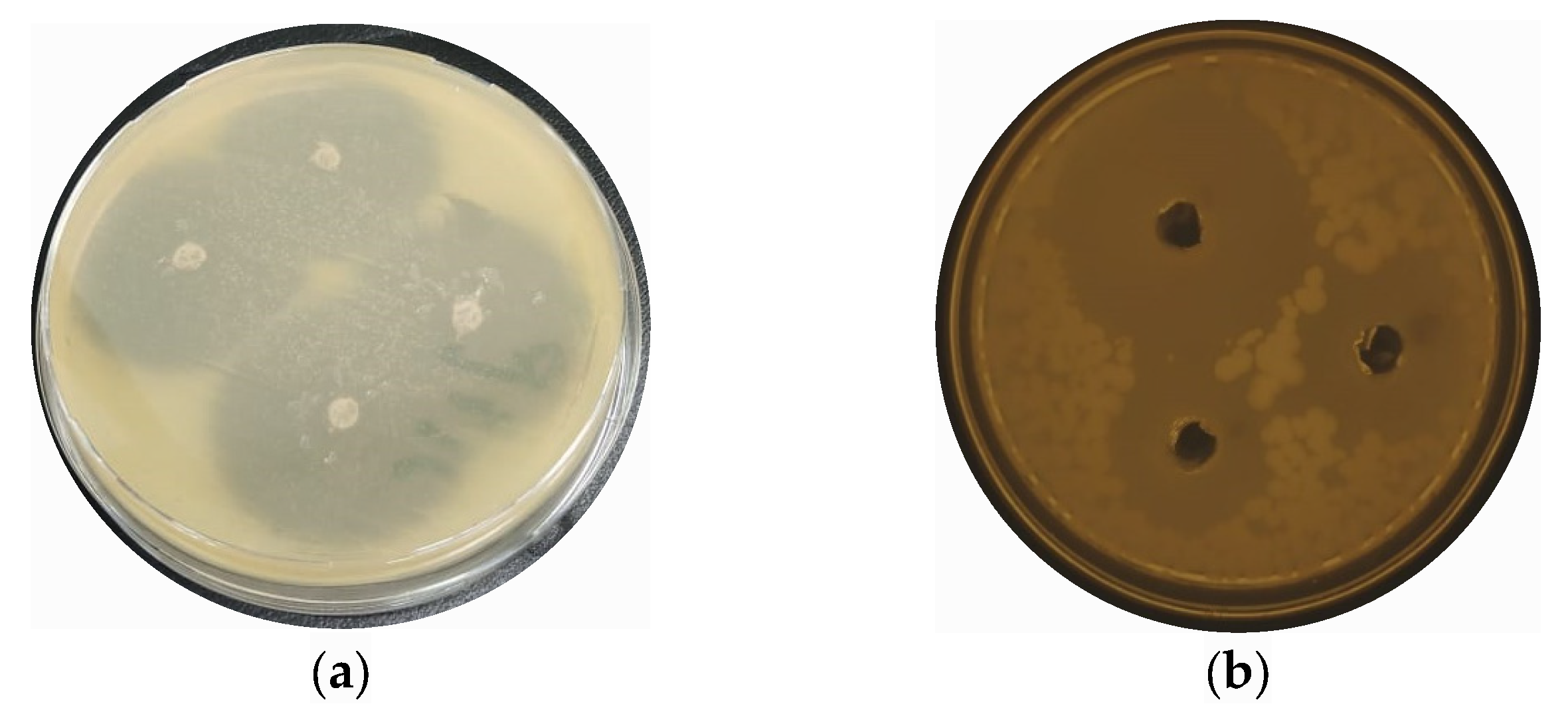 Molecules 28 05553 g004a Molecules 28 05553 g004a