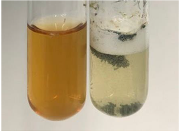 Molecules 28 05572 i061 Molecules 28 05572 i061