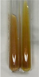 Molecules 28 05572 i304 Molecules 28 05572 i304