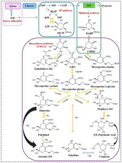 Recent Advances and Future Prospects of Mycosporine-like