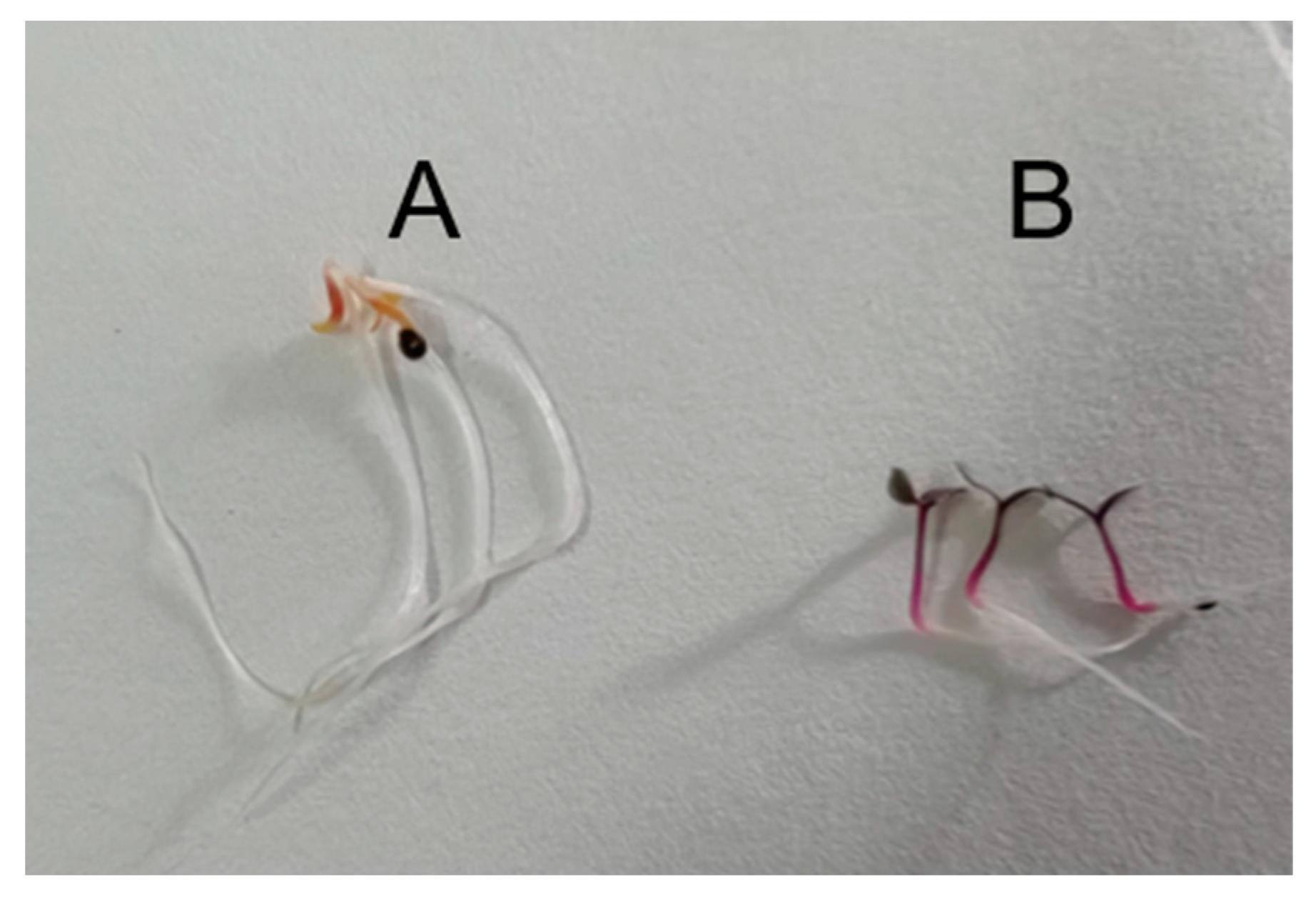 Molecules 28 05627 g007 Molecules 28 05627 g007