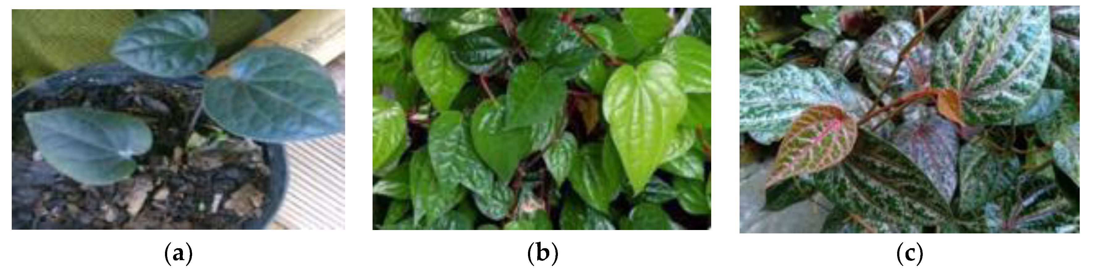 Molecules 28 05666 g002