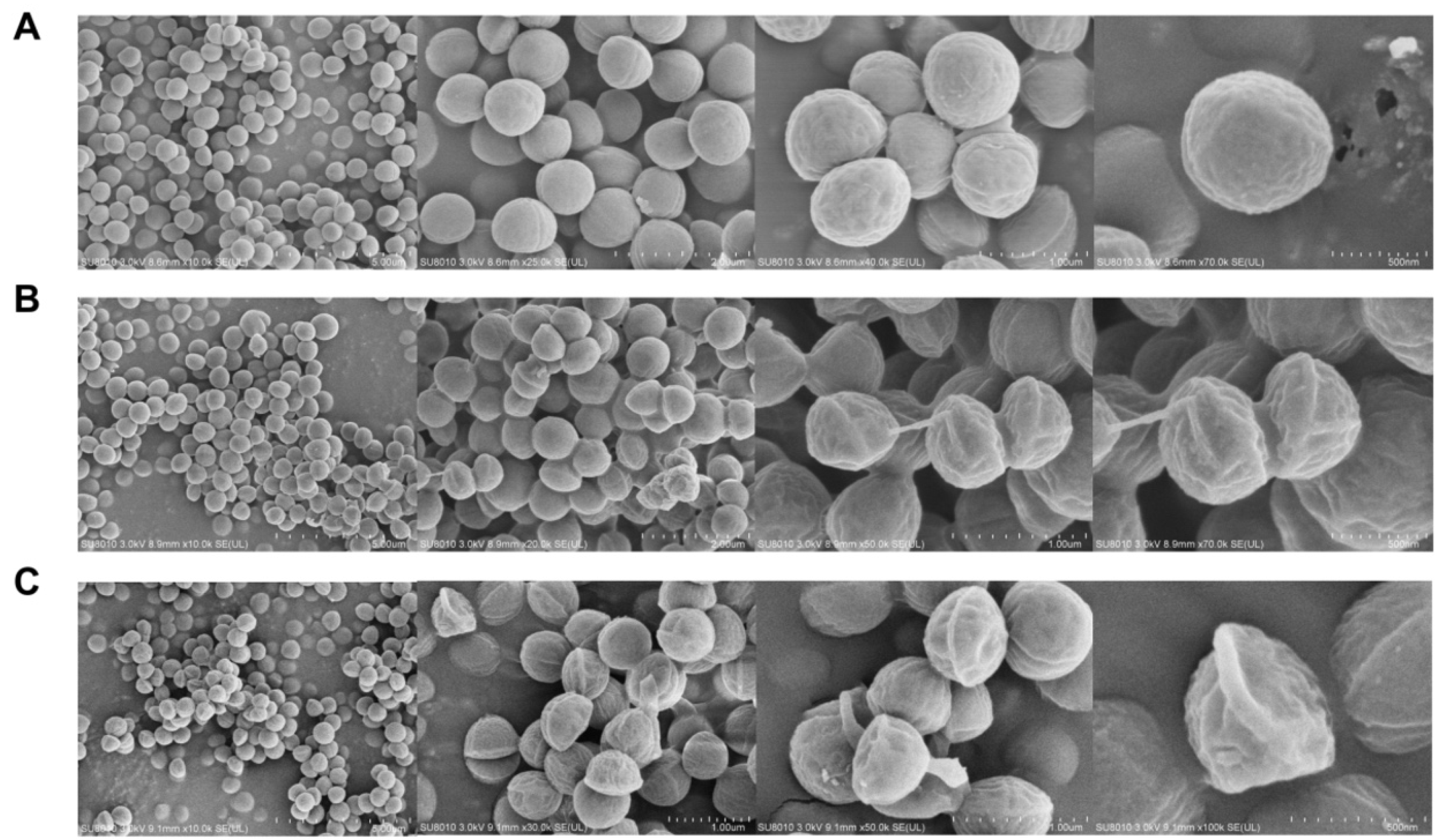 Molecules 28 05668 g004