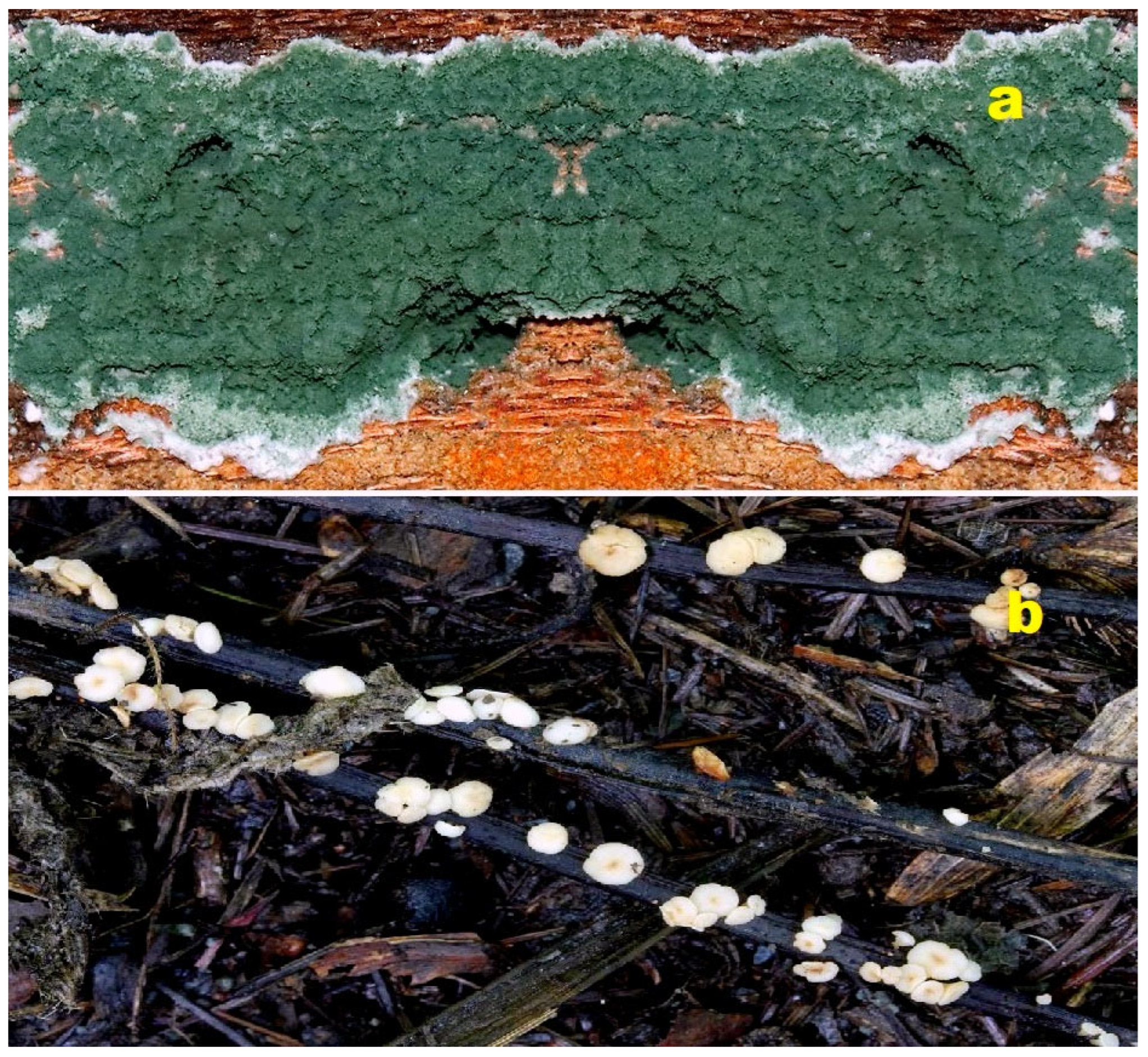 Molecules 28 05669 g004 Molecules 28 05669 g004