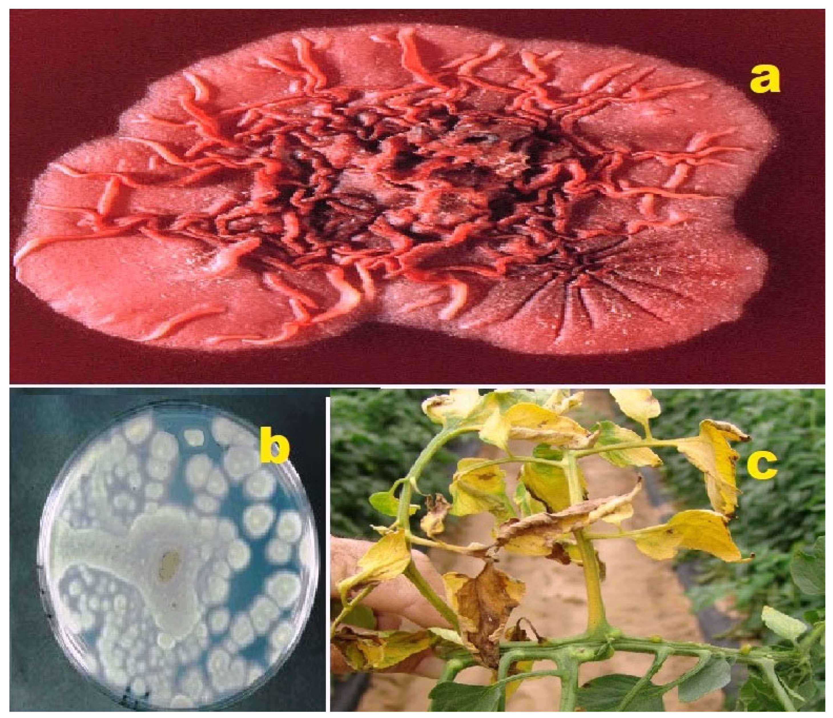 Molecules 28 05669 g005 Molecules 28 05669 g005