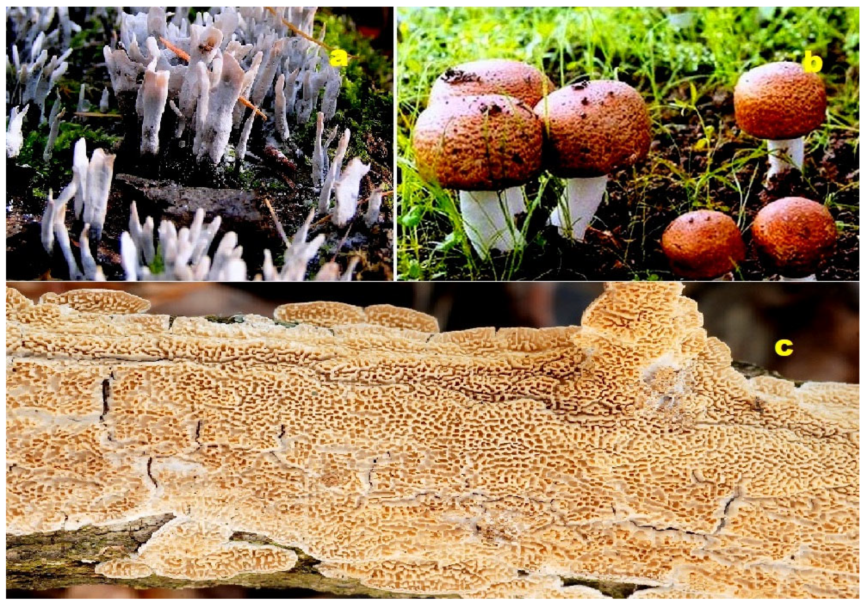 Molecules 28 05669 g012 Molecules 28 05669 g012