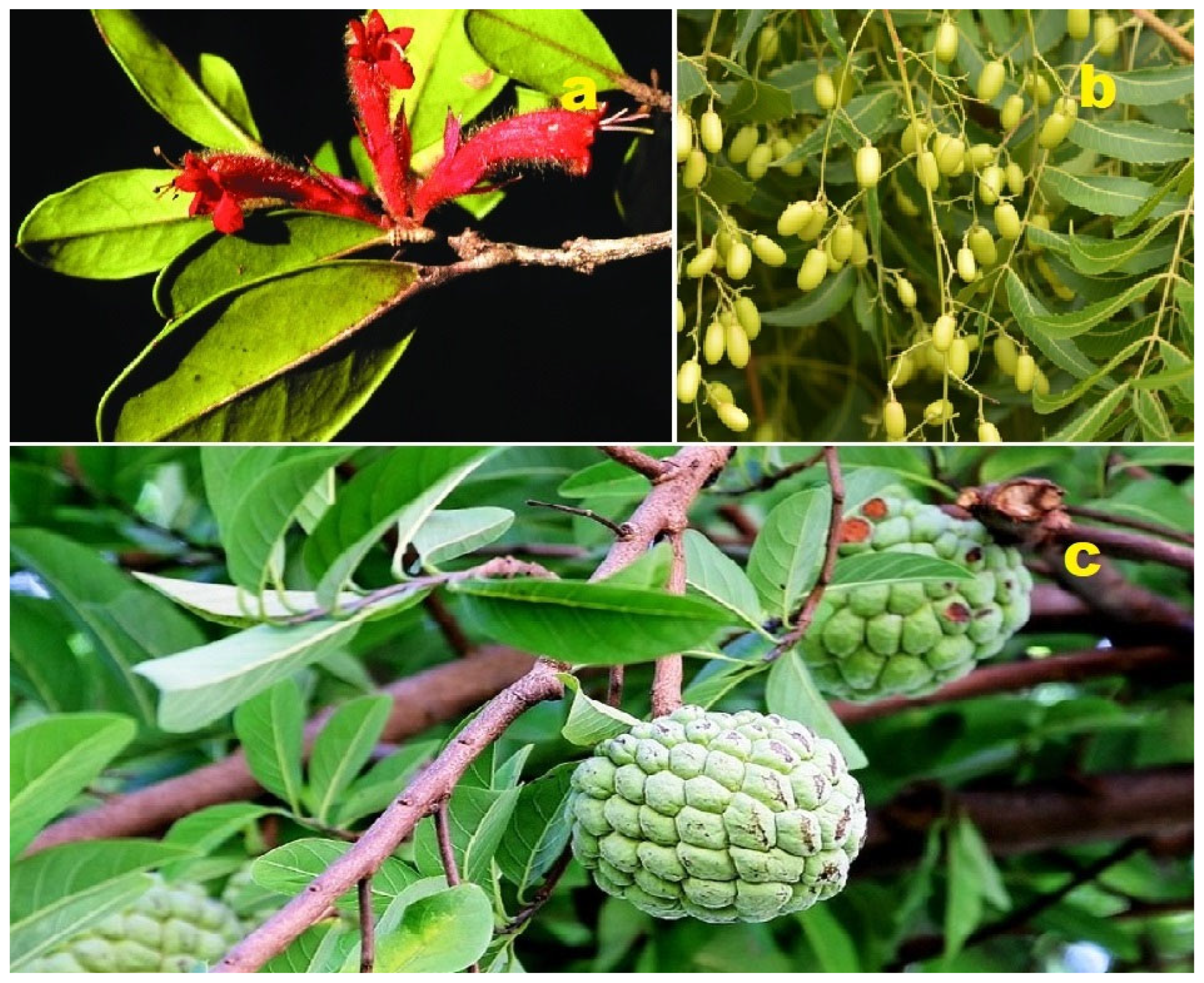 Molecules 28 05669 g014 Molecules 28 05669 g014