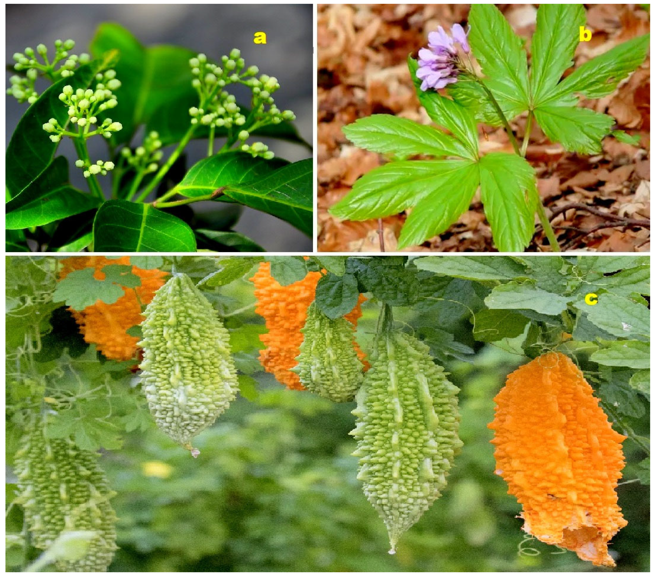 Molecules 28 05669 g018 Molecules 28 05669 g018