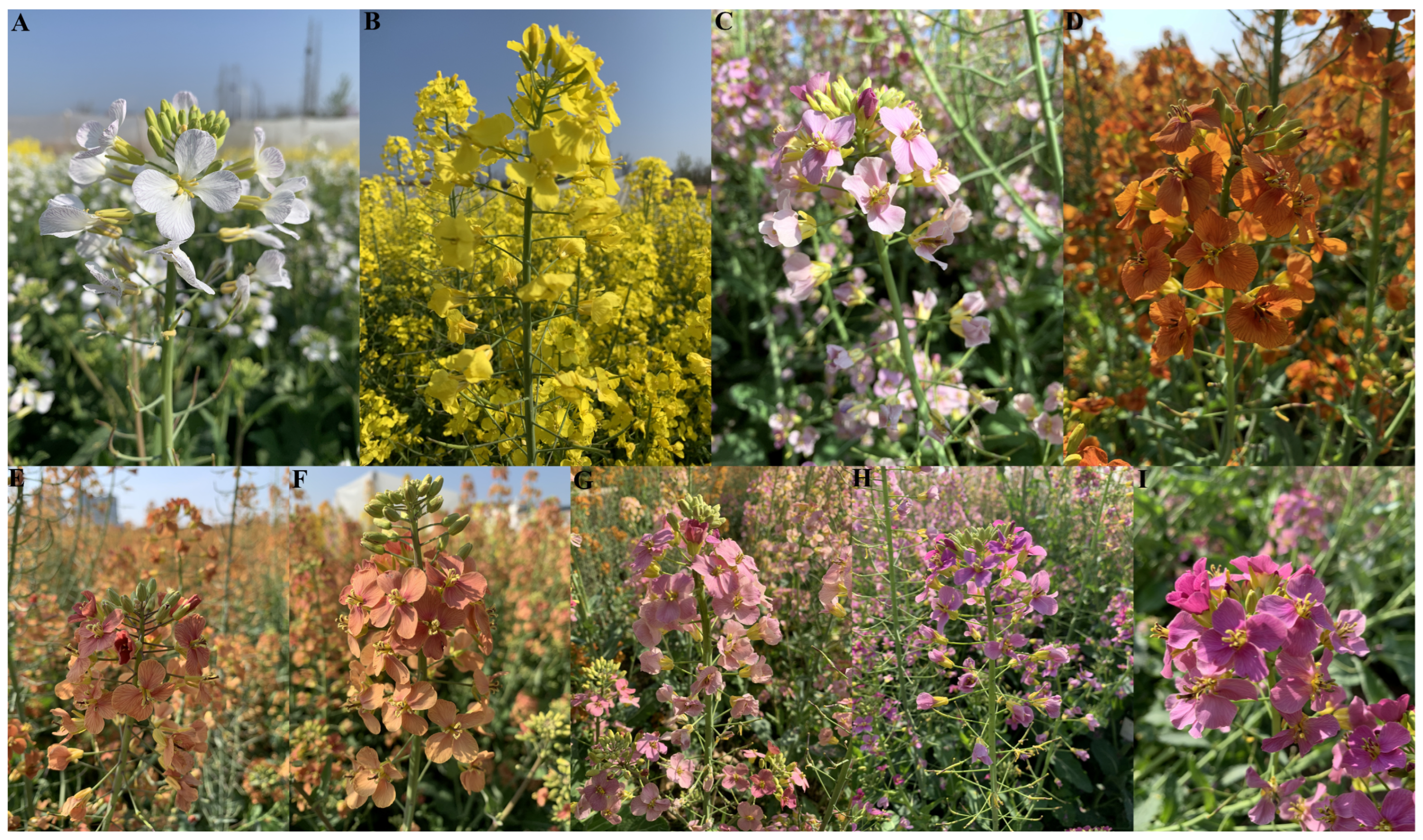 Molecules 28 05670 g006 Molecules 28 05670 g006