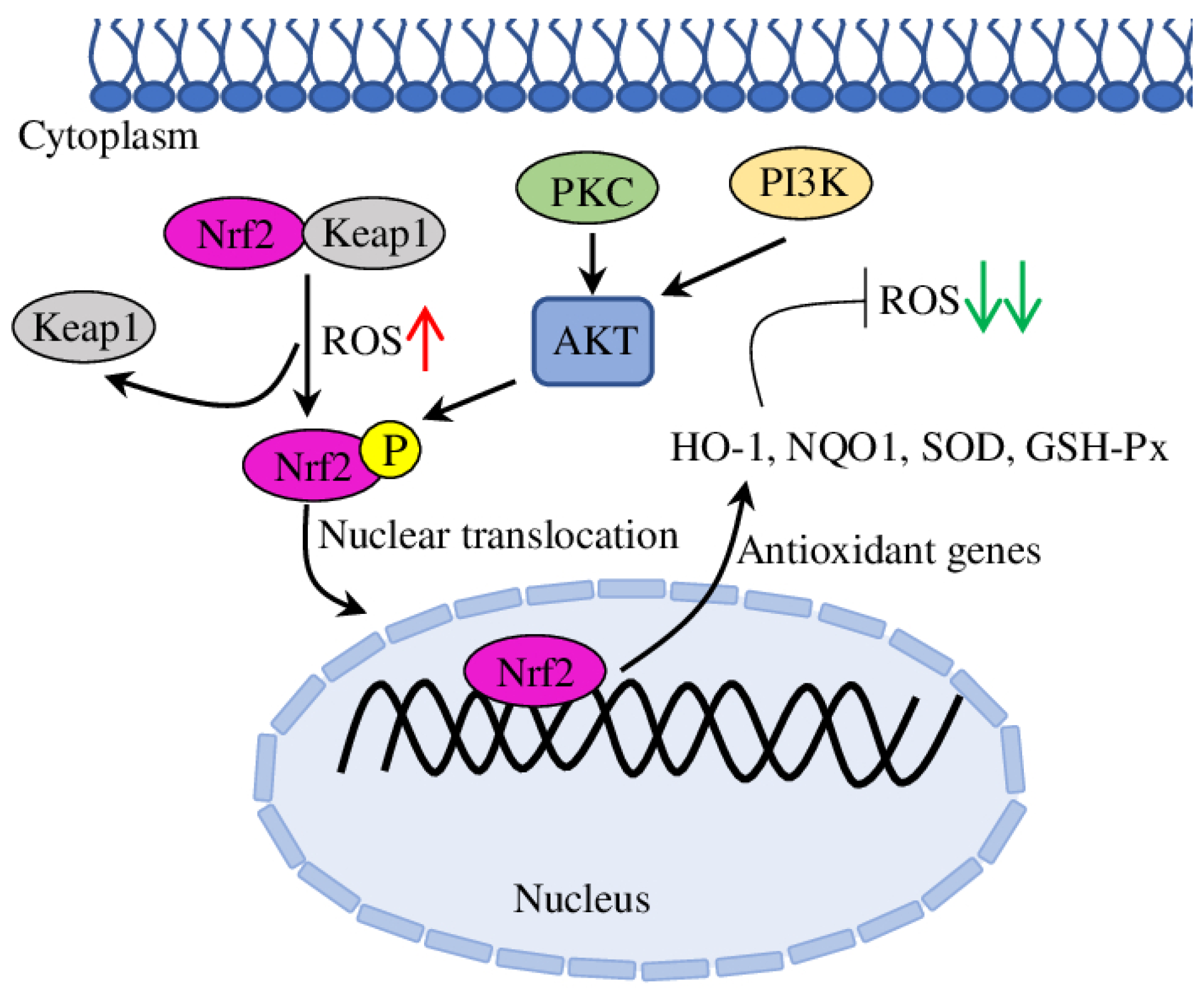 Molecules 28 05673 g003 Molecules 28 05673 g003