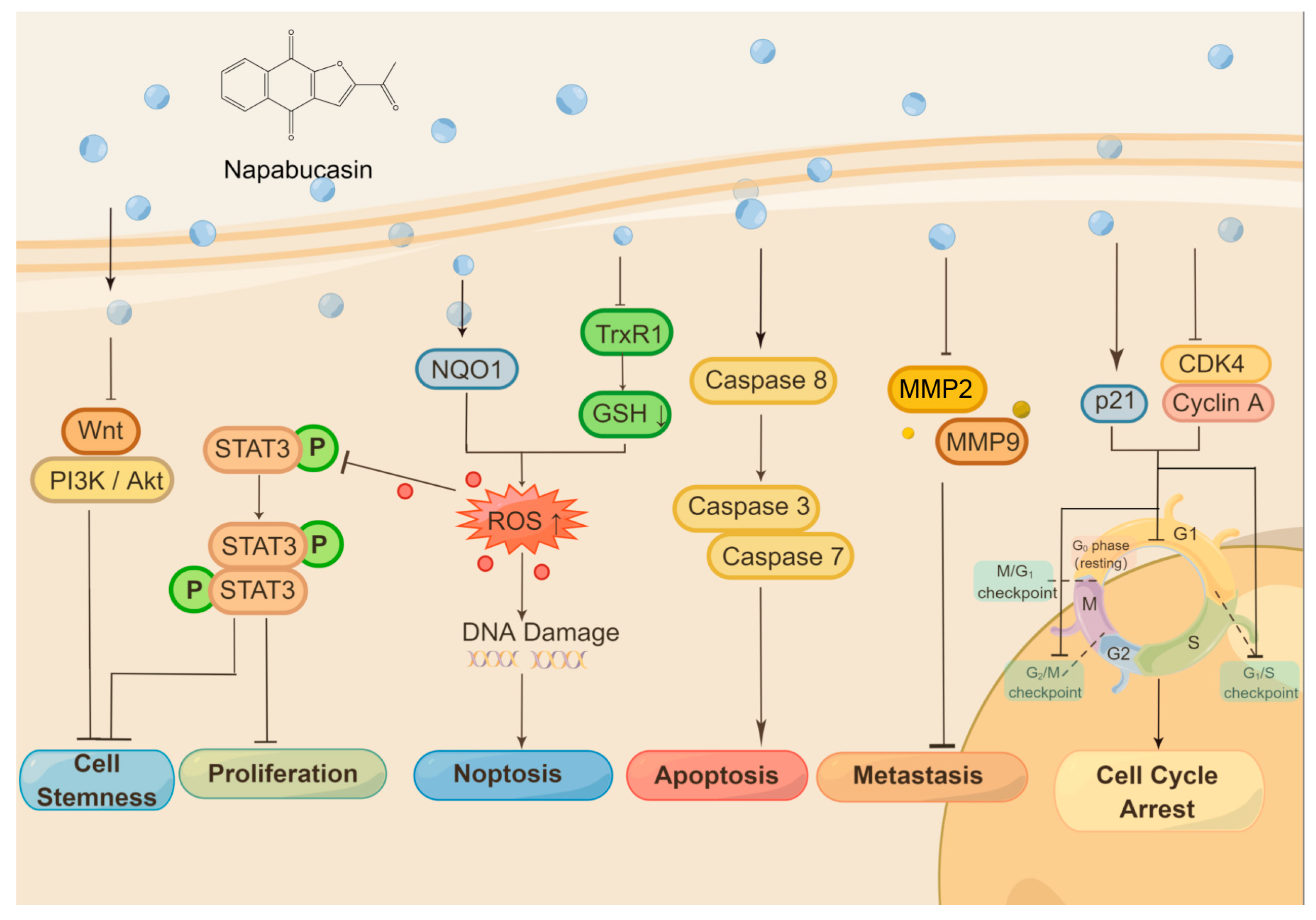 The Anticancer Effect of Napabucasin (BBI608), a Natural