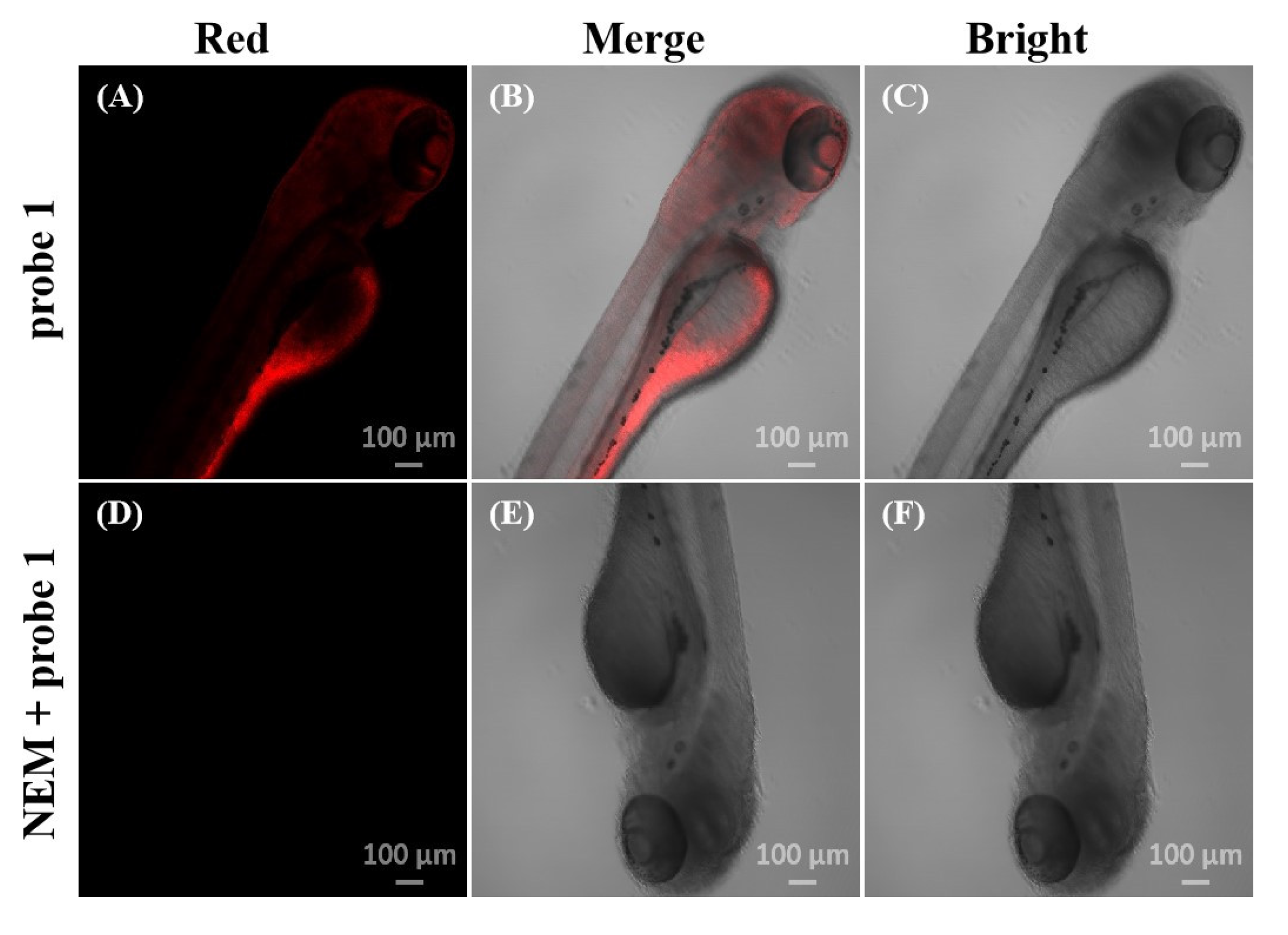 Molecules 28 05702 g004 Molecules 28 05702 g004
