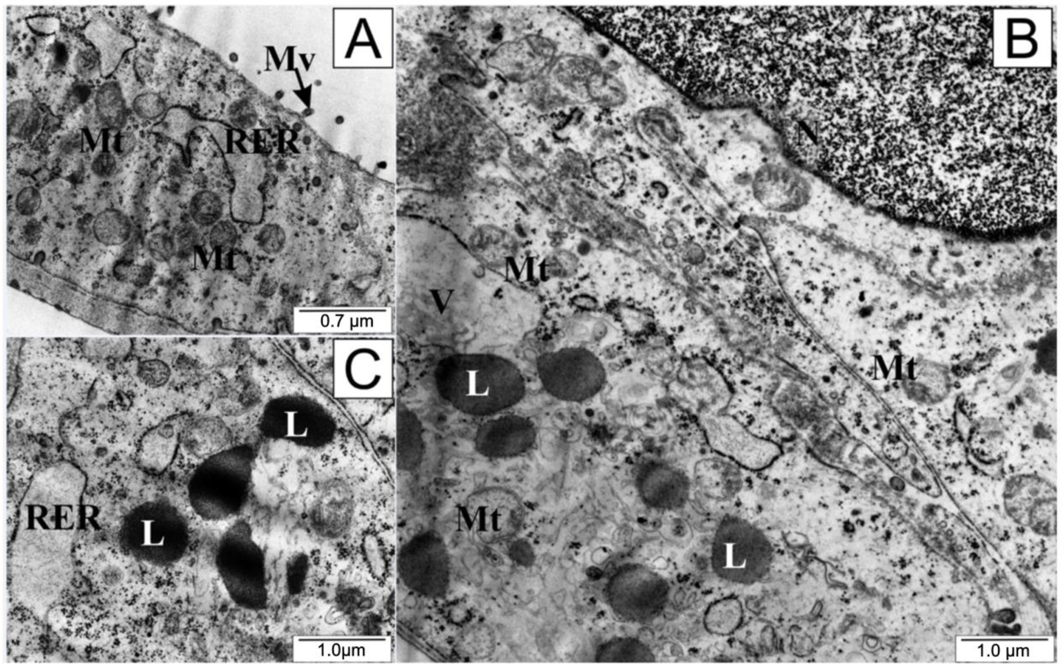 Molecules 28 05719 g007 Molecules 28 05719 g007