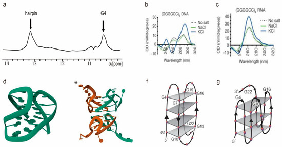 RNA - ユリア ARV1 is a component of the enzyme initiating
