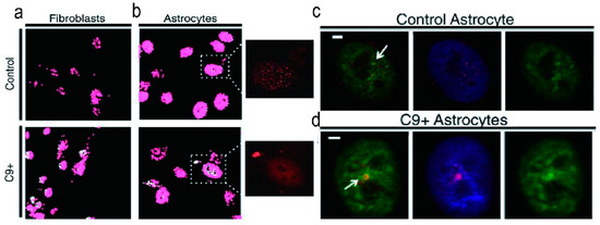 Advances in the Structure of GGGGCC Repeat RNA Sequence and