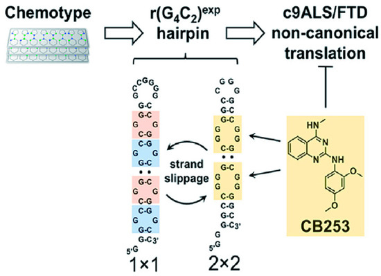 Advances in the Structure of GGGGCC Repeat RNA Sequence and