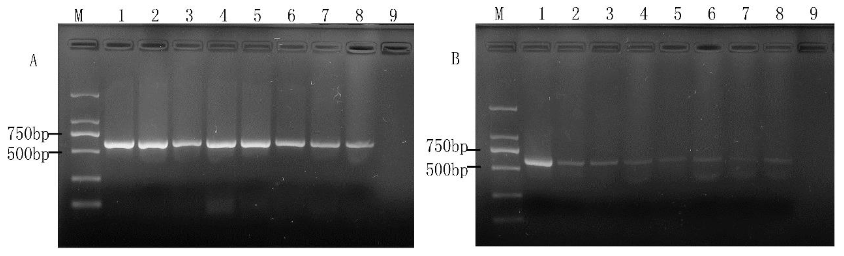 Molecules 28 05835 g001 Molecules 28 05835 g001