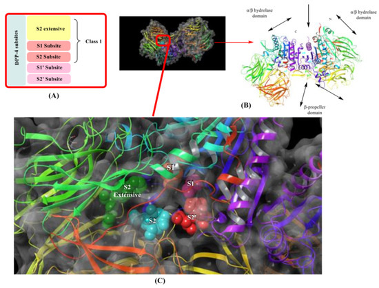 Insight into Structure Activity Relationship of DPP-4