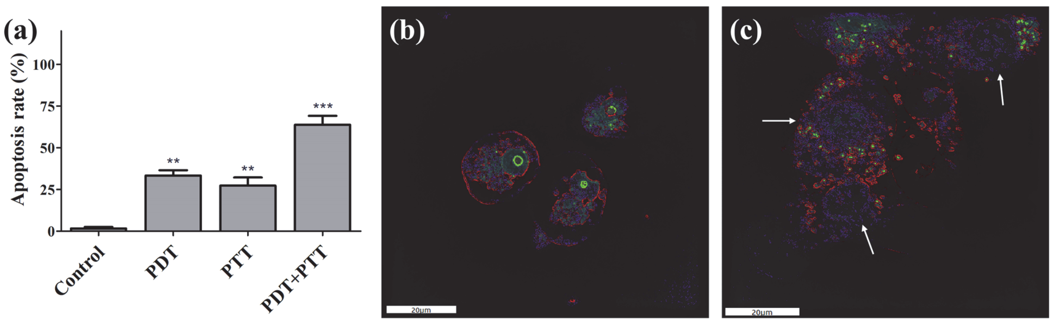 Molecules 28 05874 g005