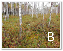 Molecules 28 05888 i002 Molecules 28 05888 i002