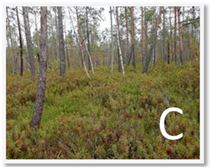 Molecules 28 05888 i003 Molecules 28 05888 i003