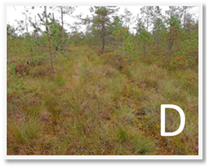 Molecules 28 05888 i004 Molecules 28 05888 i004