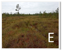 Molecules 28 05888 i005 Molecules 28 05888 i005