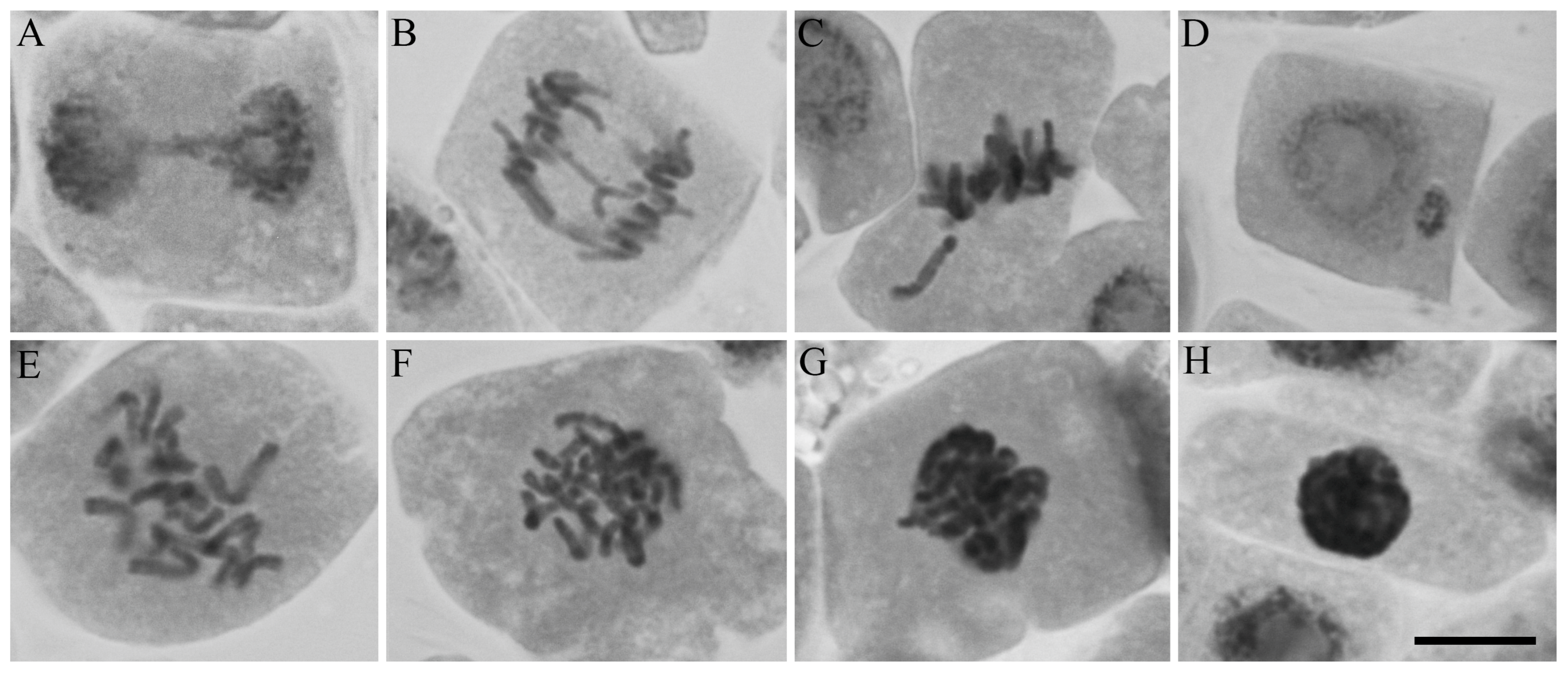 Molecules 28 05909 g012