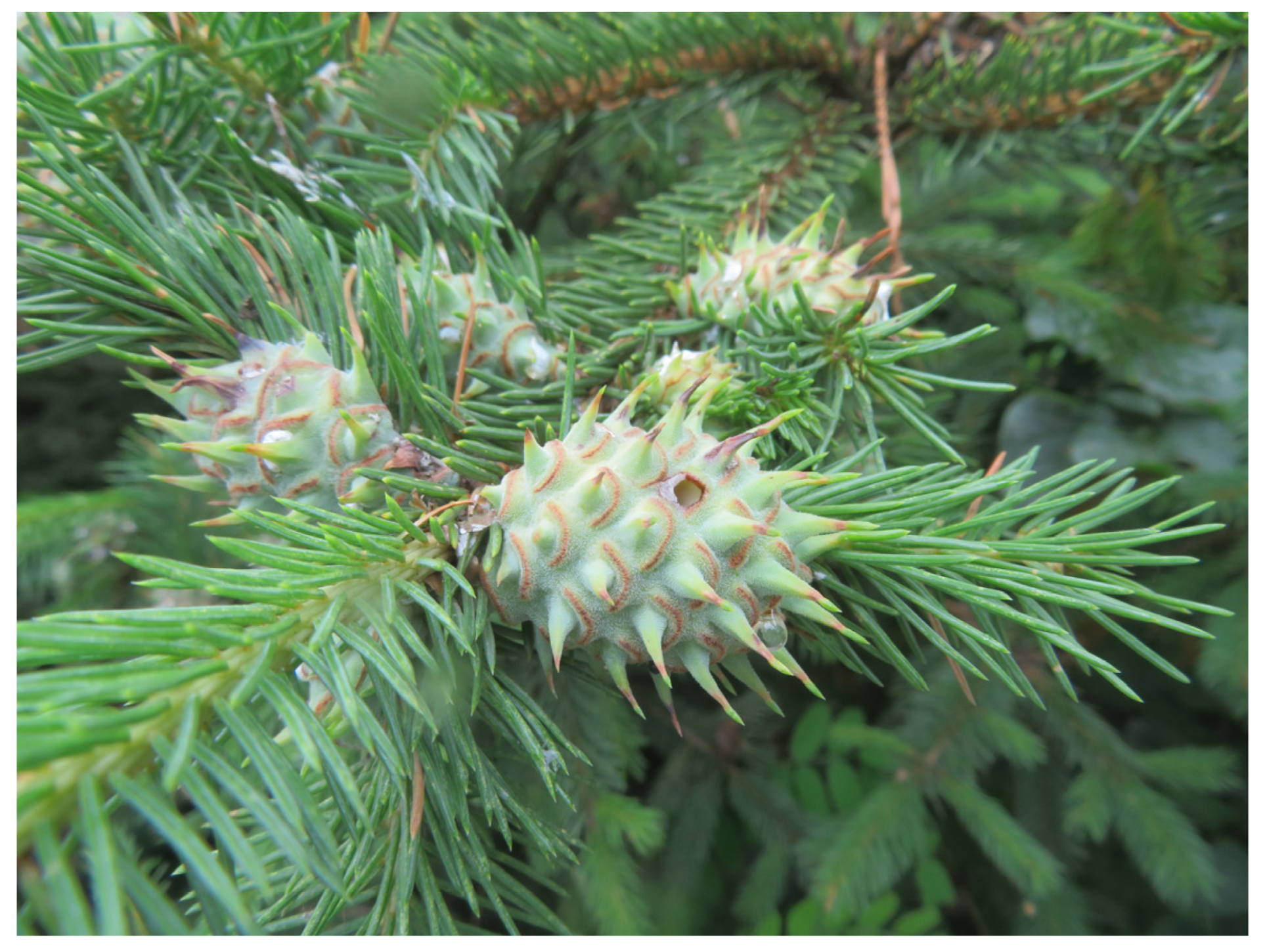 Molecules 28 06021 g001 Molecules 28 06021 g001