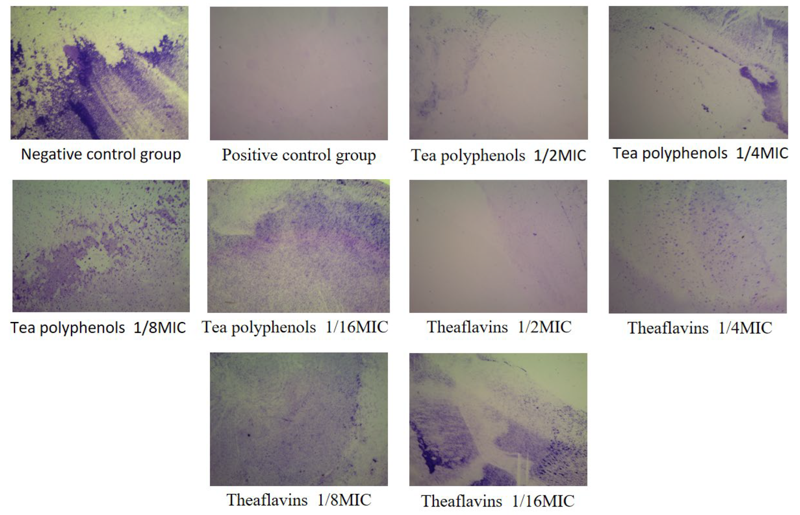 Molecules 28 06034 g011