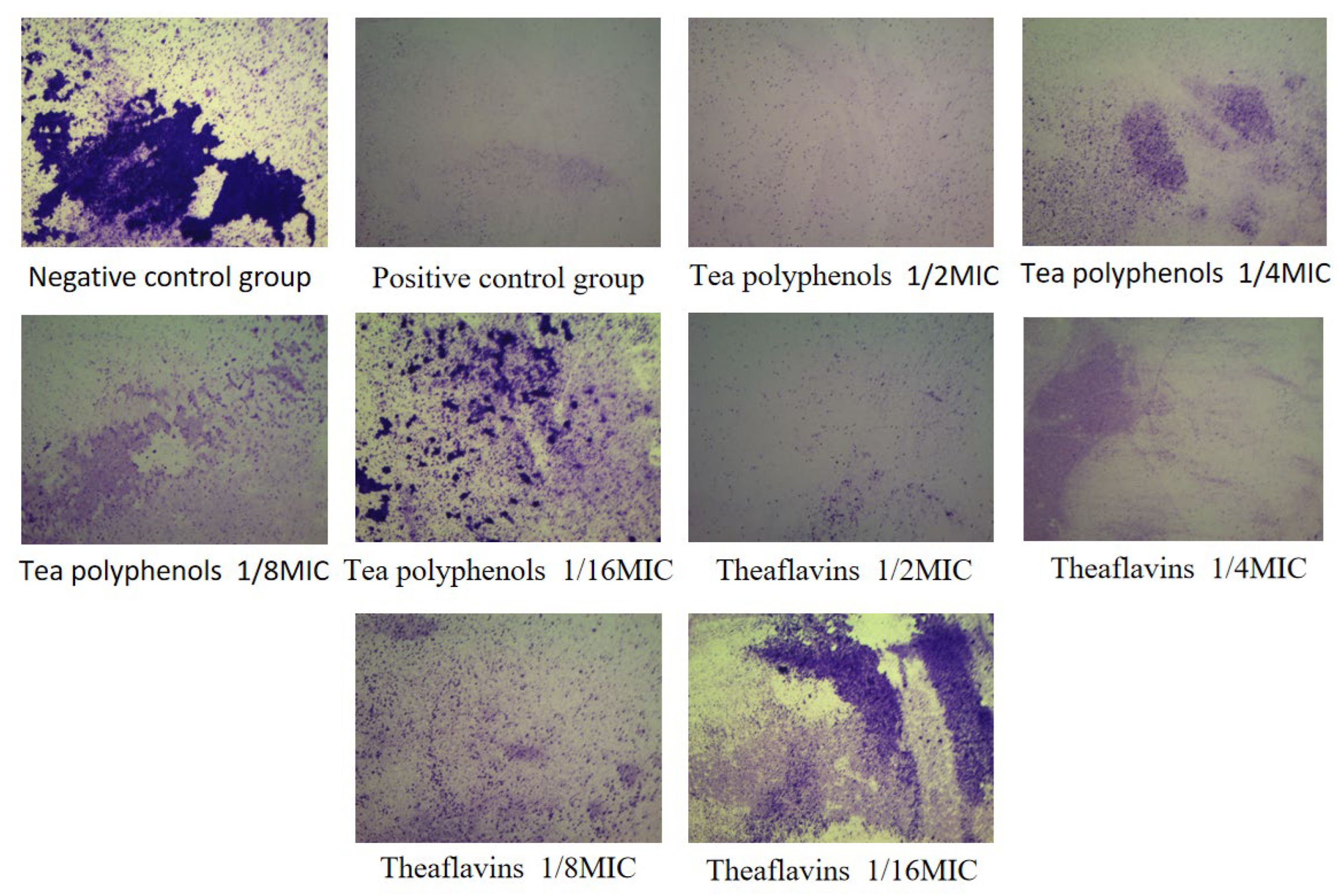 Molecules 28 06034 g012