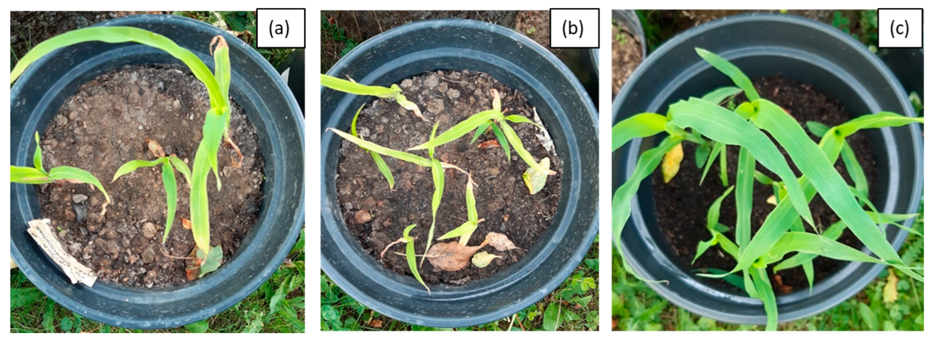 Molecules 28 06104 g005